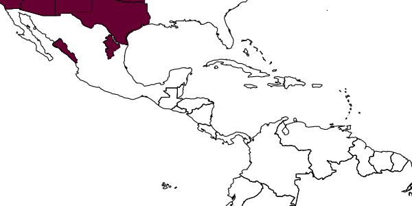 map of Chrysis vibex     Bohart, 1964